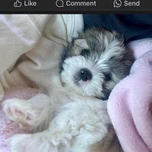 Meet your Posher, Posh